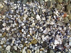pebble-beach
